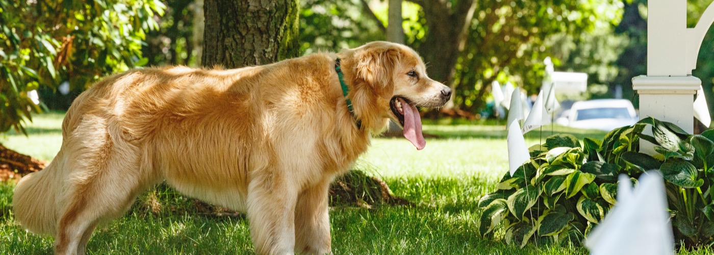 DogWatch of Cape Cod, Marstons Mills, Massachusetts | Outdoor Hidden Dog Fences Slider Image