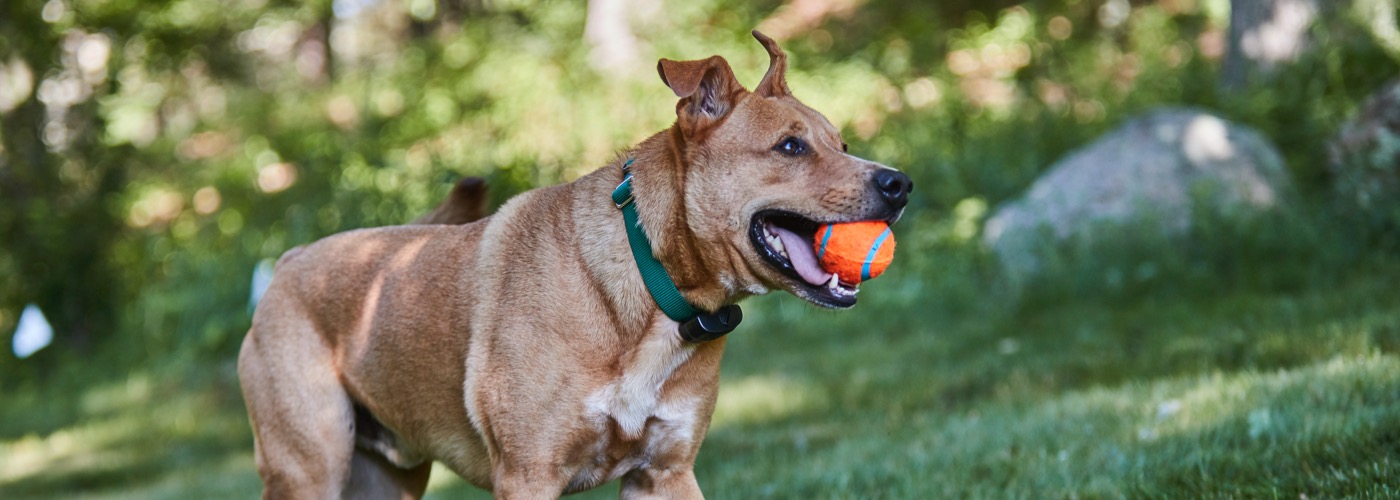 DogWatch of Cape Cod, Marstons Mills, Massachusetts | ProFenceX Slider Image